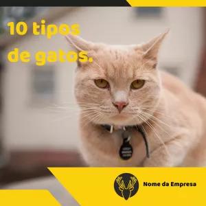 Post sobre Gatos para Pet Shop para Editar Online